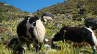 yak